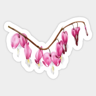 Bleeding heart flower / Lamprocapnos spectabilis Sticker